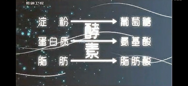 酵素的作用